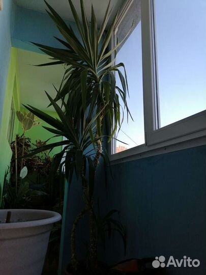 Пальма юкка