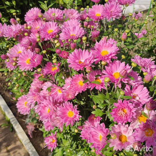 Хризантемы летние