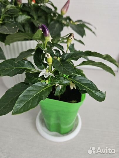 Комнатный перчик