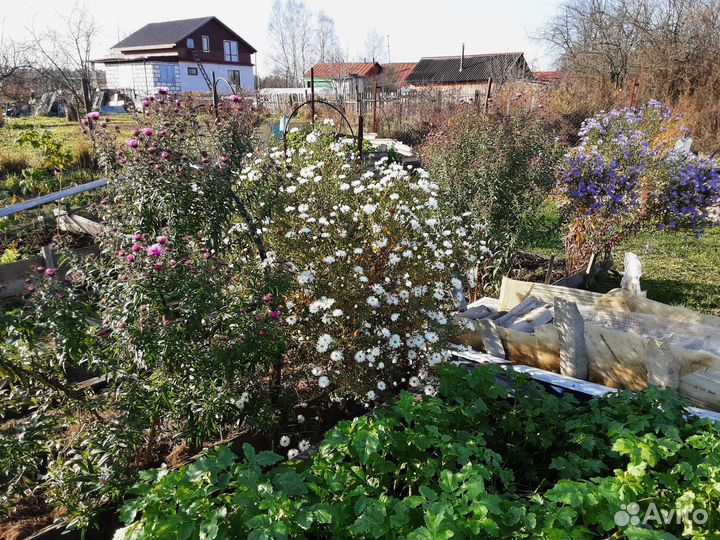 Астра многолетняя