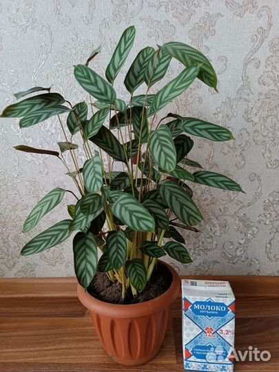 Ктенанта+Бонни хлорофитум