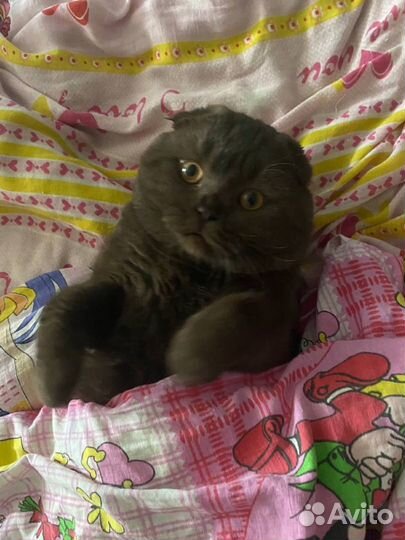 Шотландский вислоухий кот
