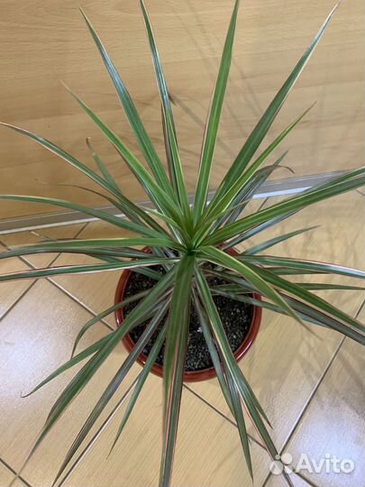 Драцена Пальма