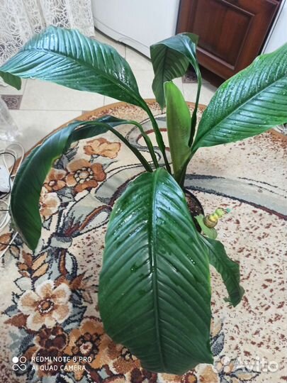 Спатифиллум сенсация