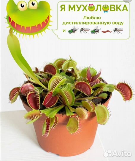 Венерина мухоловка