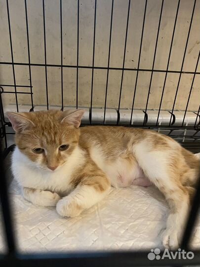 Кошечка в добрые руки