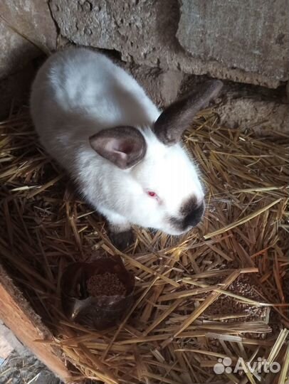 Продам кролей
