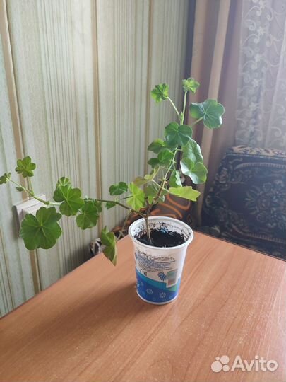 Плющелистная пеларгония