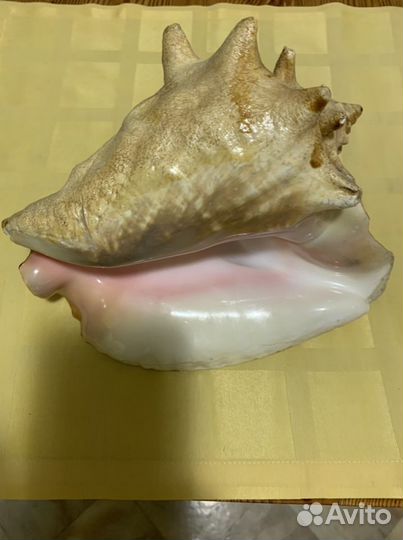 Ракушка ропана, большая