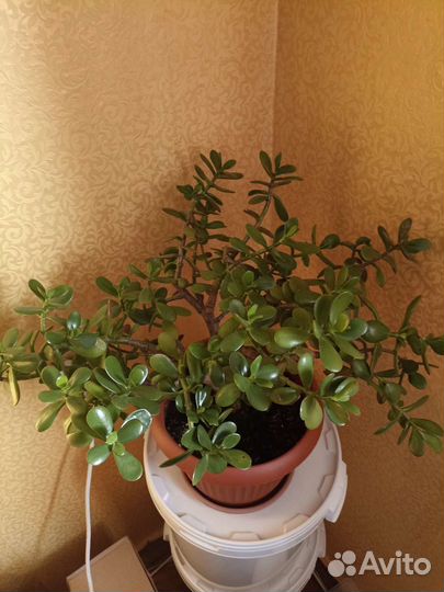 Крассула толстянка