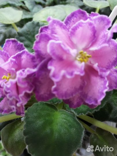 Фиалки акционные наборы