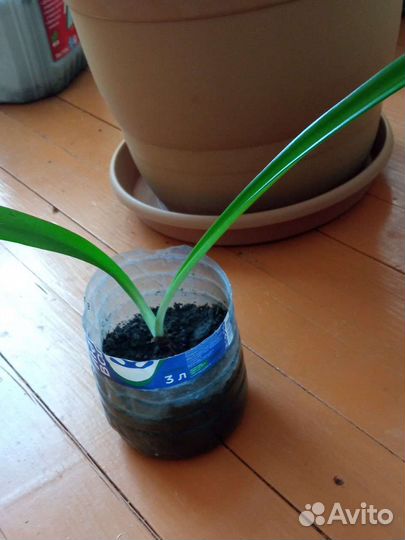 Гиппеаструм детки