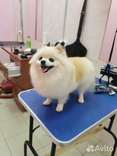 Груминг, стрижка собак