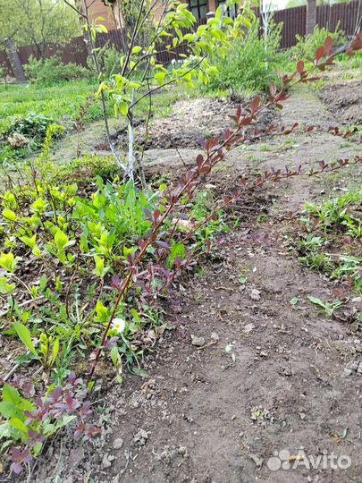 Барбарис тунберга