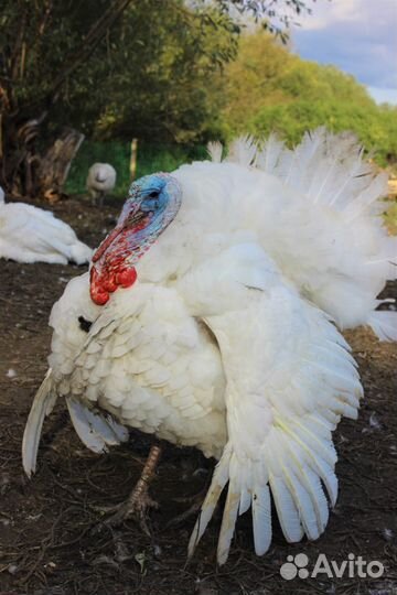 Мясо индейки