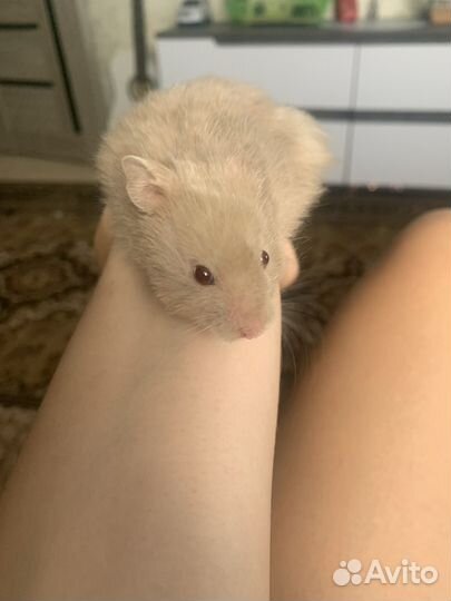 Сирийский хомяк