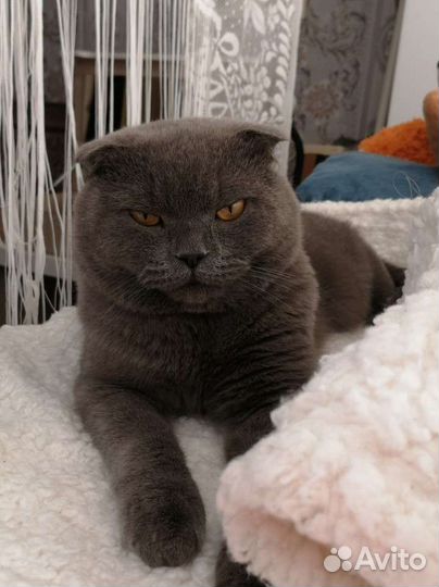 Вязка с котом