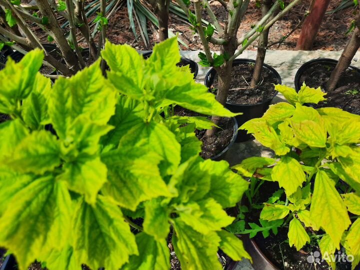 Растения для сада