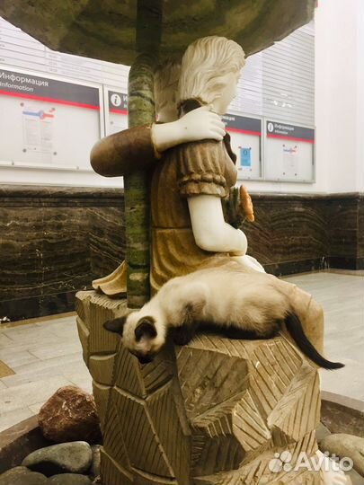 Тайские котята