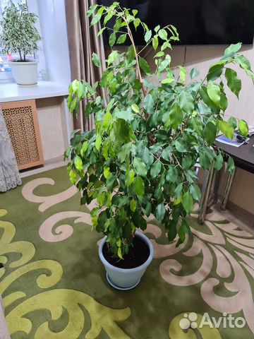 Фикус бенджамина большой