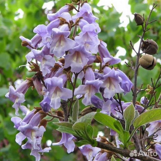 Саженцы павловния