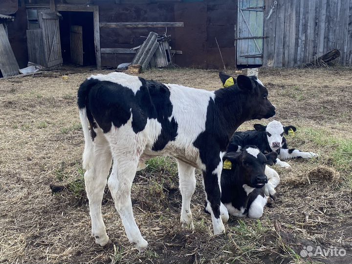 Телята голштинской породы любого возраста
