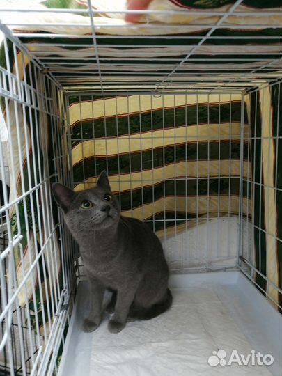 Кот британец