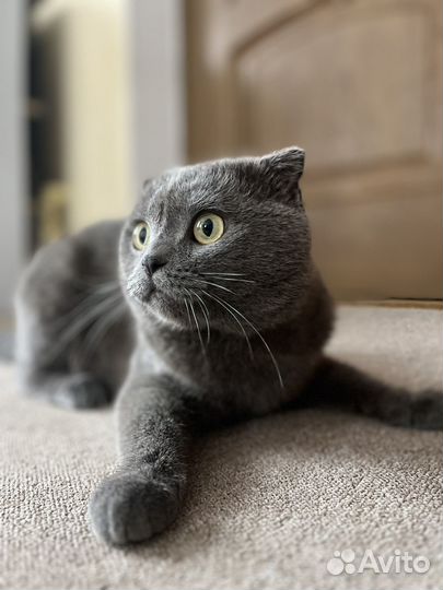 Шотландская вислоухий кот