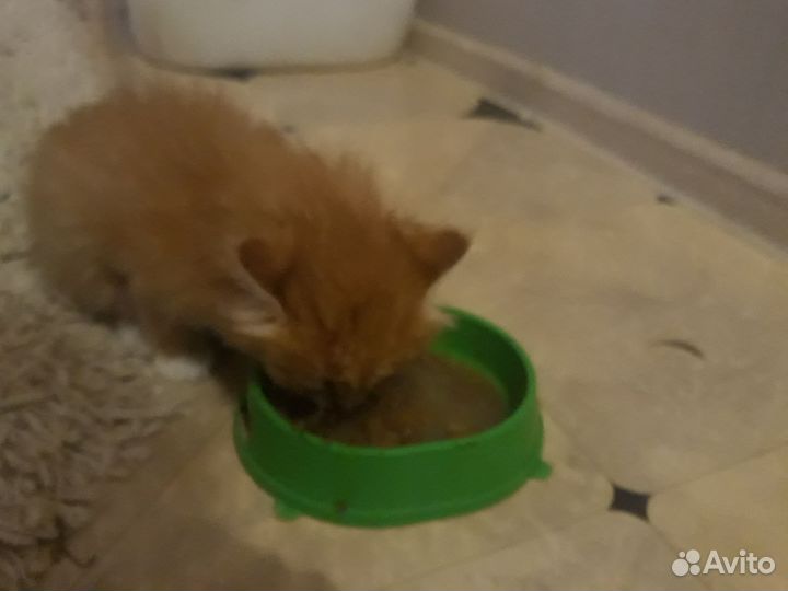Рыжий котенок мальчик