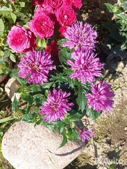 Монарда бергамот