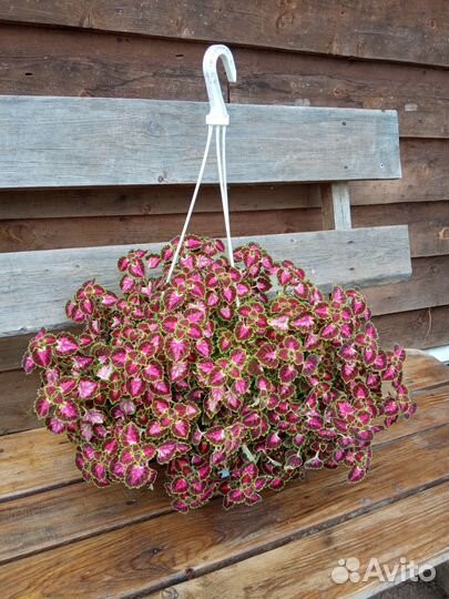 Колеус ампельный