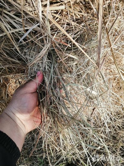 Продам сено в рулонах