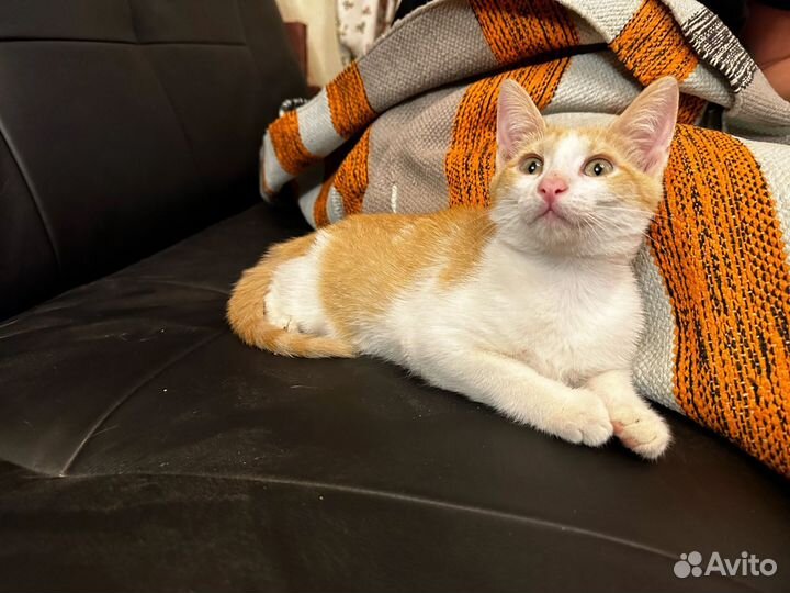 Кошка в дар