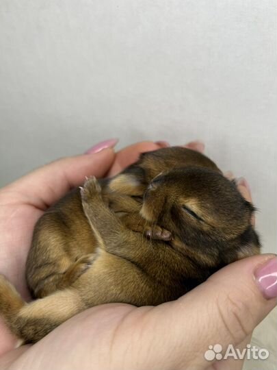 Домашний питомец кролик