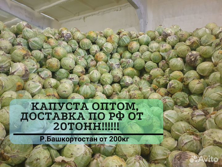 Капуста оптом от 20 тонн