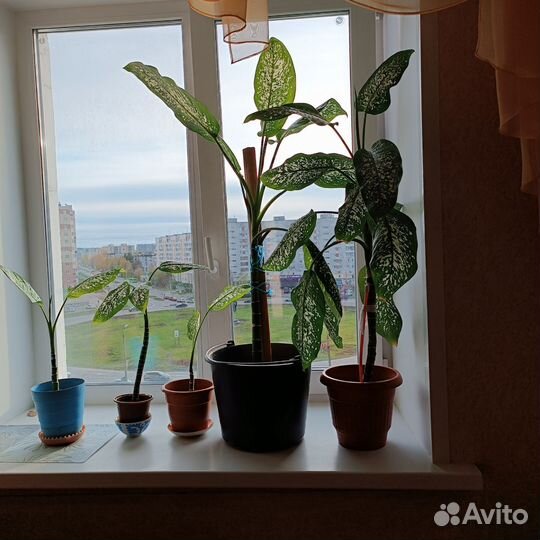 Комнатные цветы