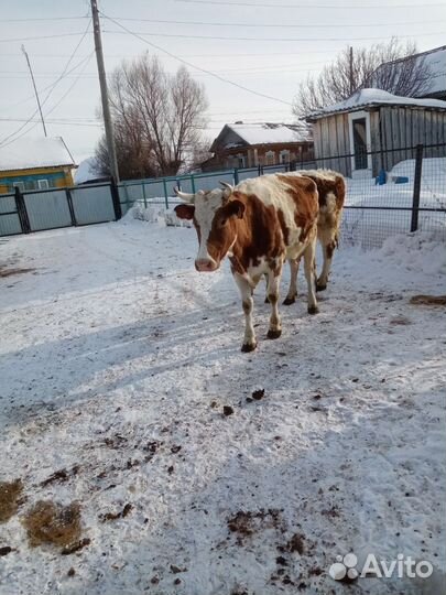 Корова дойная