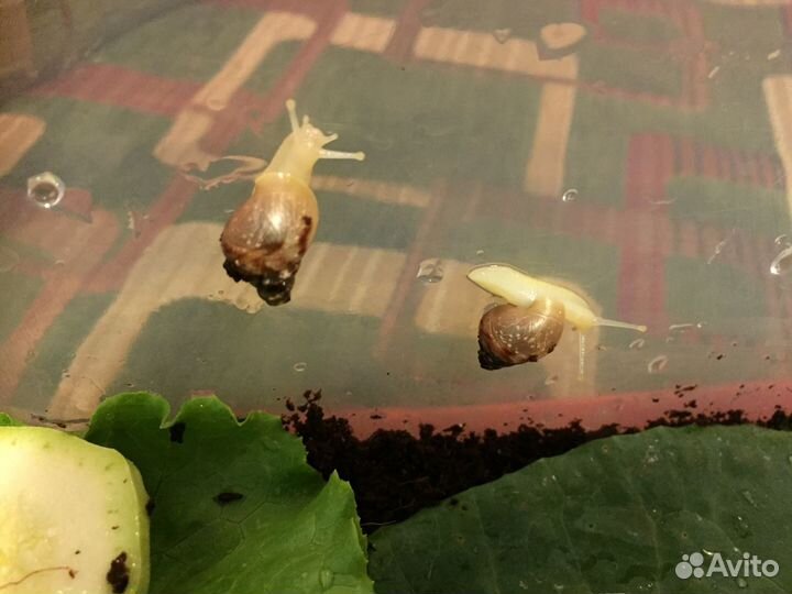 Улитки ахатины