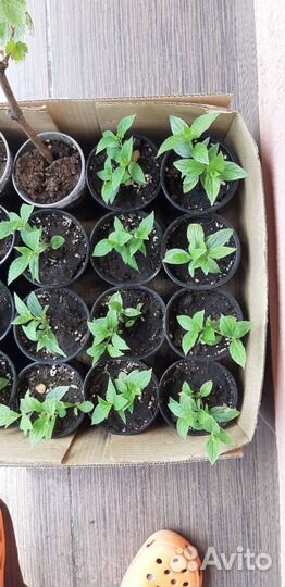 Гортензии 10 сортов