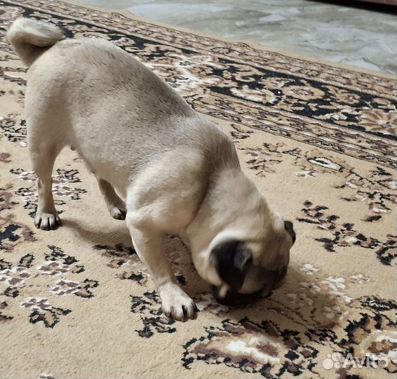 Мопс девочка