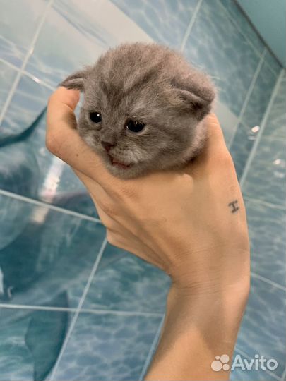 Британские котята