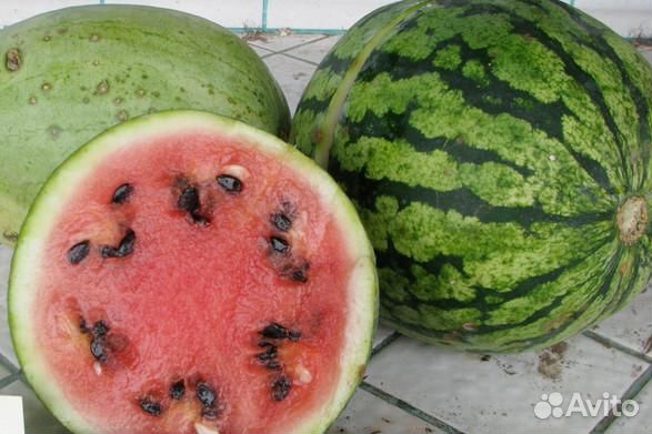 Арбуз Астраханский (семена)