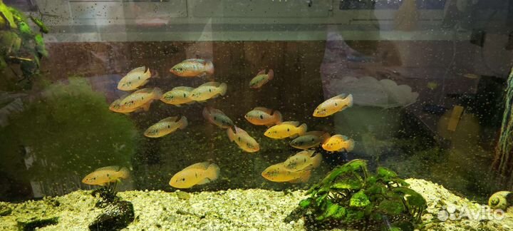 Хромис красавец