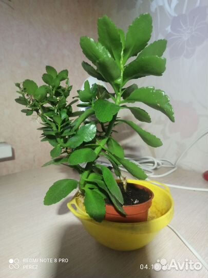 Каланхоэ мини цветущий