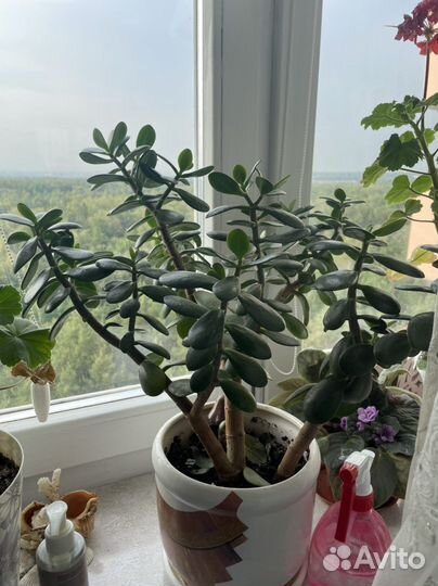 Цветы отдаю