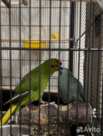 Попугаи какарики пара (+с клеткой под ключ)