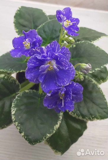 Сортовые фиалки