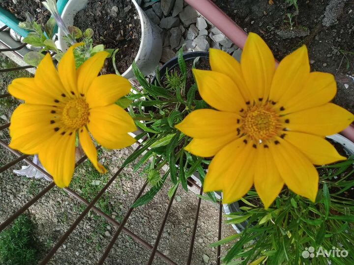 Газании (гацании)