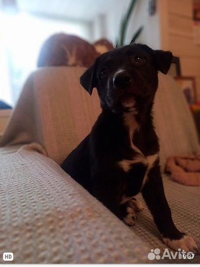 Собака в добрые руки