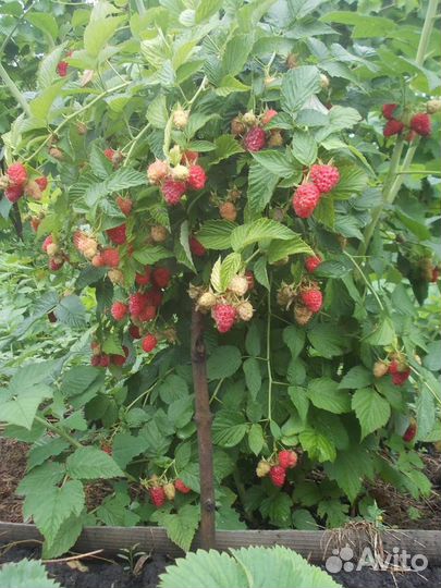 Малиновое дерево «Таруса»